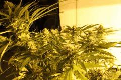 super skunk