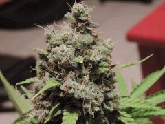 Super skunk sensi, flo +50