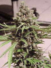 Super skunk sensi, flo+60