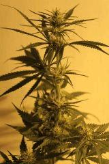 super skunk