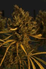 Bud d'amné avant cut