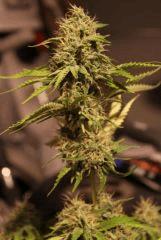 Super skunk