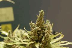 Bud d'amné vulgaire :p