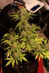 super skunk