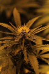 Super skunk debut de flo
