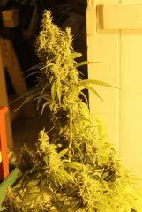 Super skunk flo+50