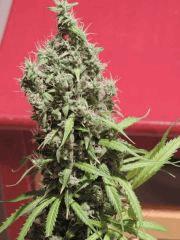 Super skunk sensi, flo+55