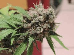 Super skunk sensi, flo+50