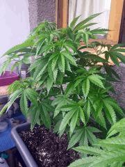 19 JDC2015 07 kieza 75l