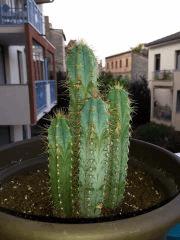 9 cactus JDC2015