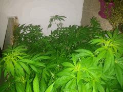20150828 041528