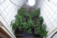 9 U Scrog