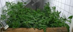 7 U Scrog