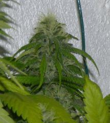 Jack herer
