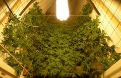 2 Cfl Flo