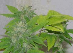 AK 47 2