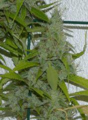 Jack The Ripper tete 2