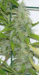 Jack The Ripper tete 2