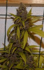 Ace Of spade tete 5
