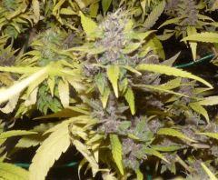 Ace Of spade tete 3
