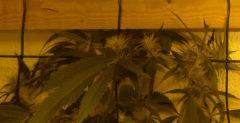 jack ripper haut