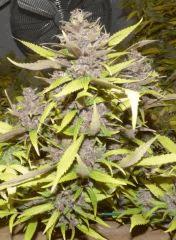Ace Of spade tete 2
