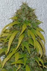 Jack Herer tete