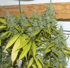 Jack The Ripper tete 1