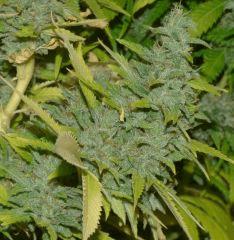 White Russian tete 2