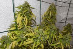 Jack Herer tete 2