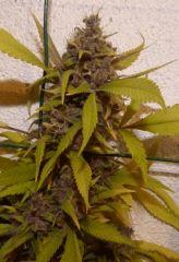 Ace Of spade tete 4