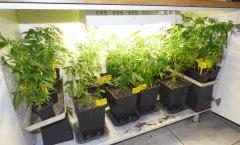 4 complet placard grow