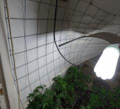 10 U Scrog gauche