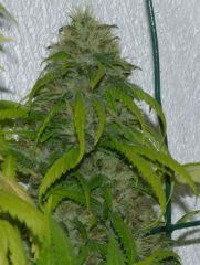 Jack herer tete