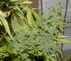 White Russian tete 1