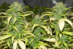 Blueberry tete
