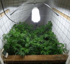 U scrog