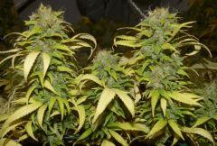 Blueberry tete