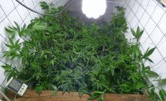 4 U Scrog