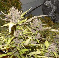 Ace Of spade tete 1