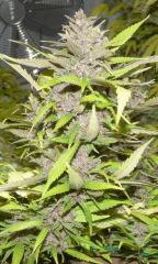 Ace Of Spade tete 1