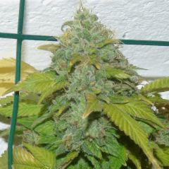 AK 47