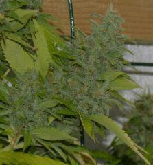 White Russian tete 1