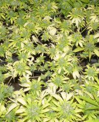 Blueberry Grp
