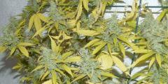 Jack The Ripper tete 2