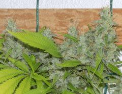 Jack The Ripper tete 1