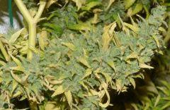 White Russian tete 2