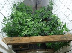 U scrog