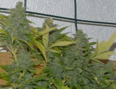 White Russian tete 2