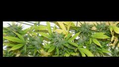 White Russian tete